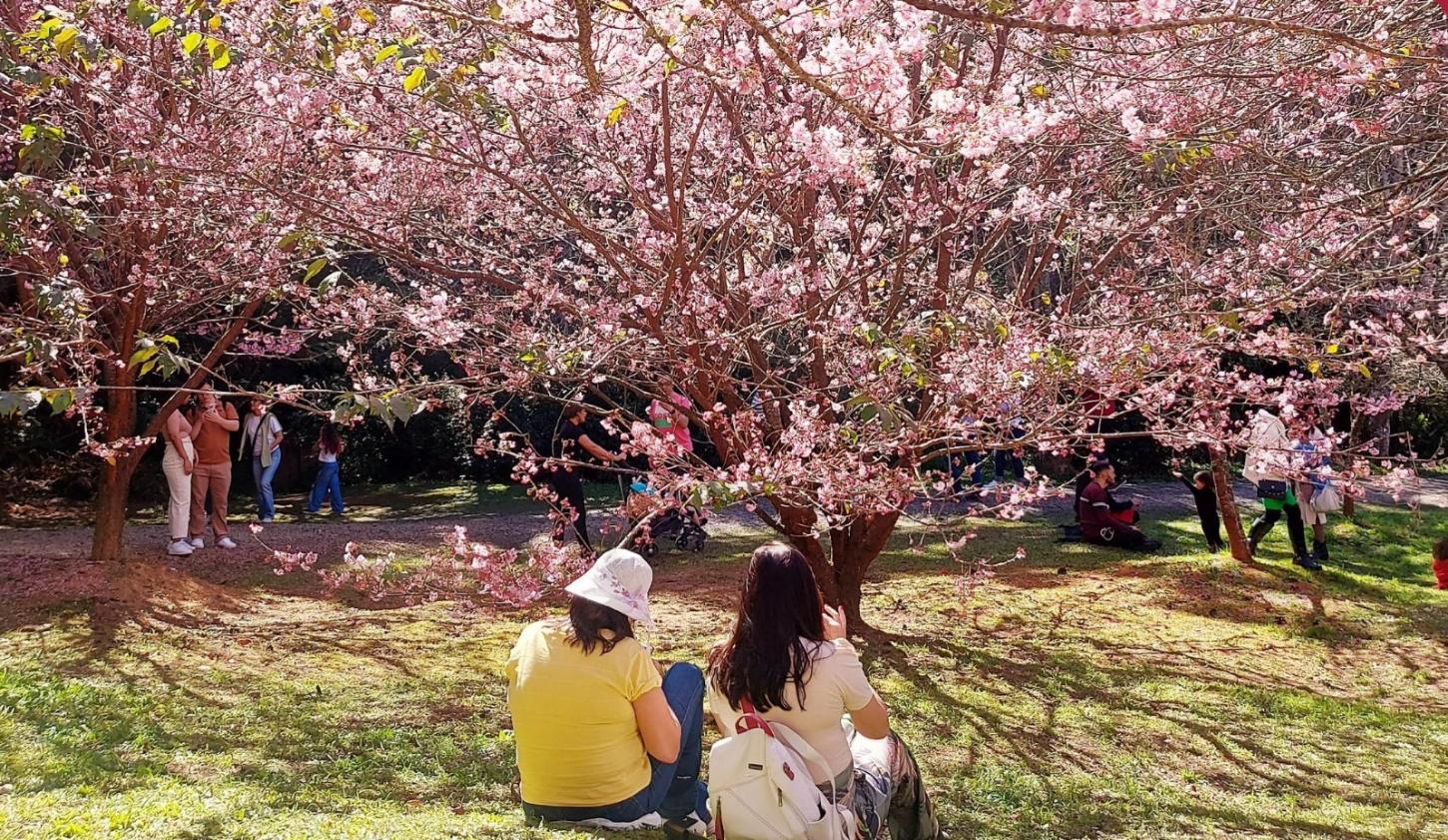 De meia maratona a festivais culturais: O que os visitantes vão encontrar em Campos do Jordão em 2026