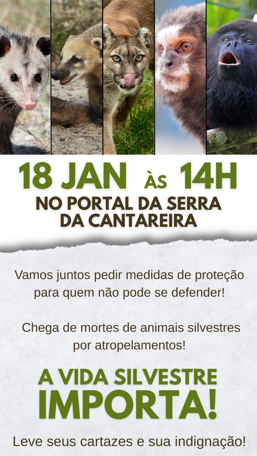 Onça-Parda é morta por atropelamento na Serra da Cantareira e expõe negligência do poder público em unidade de conservação