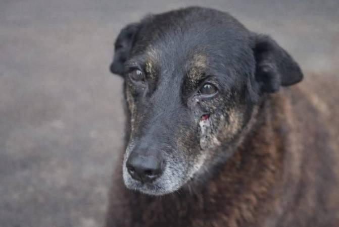 Como a escola pode ajudar a prevenir a violência contra animais