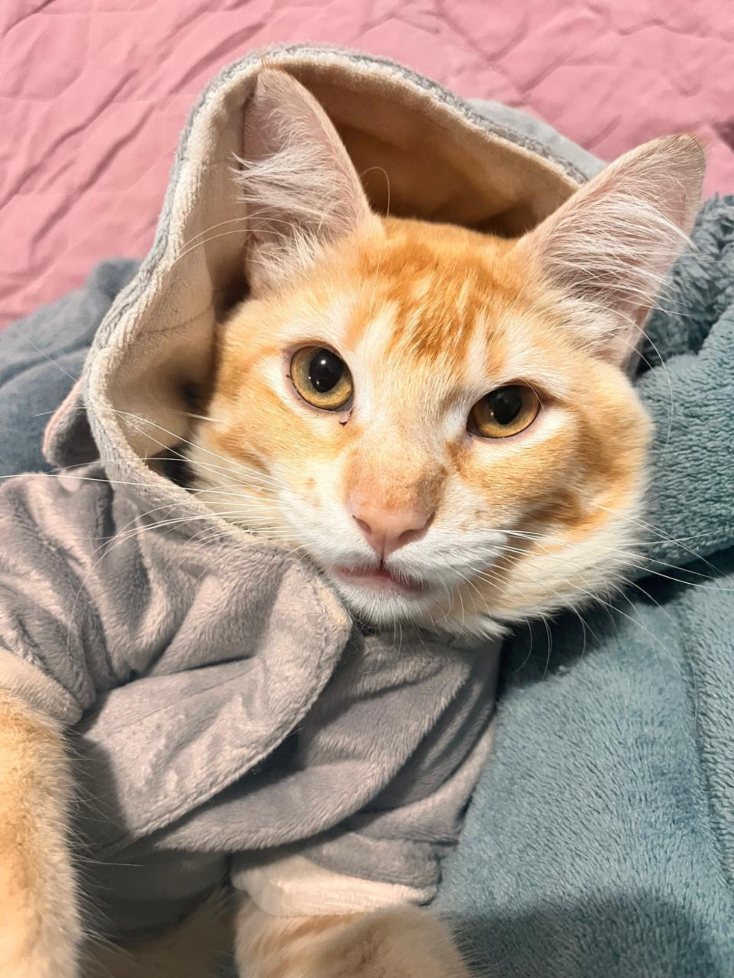  Outono chega e acende alerta para a saúde dos mascotes