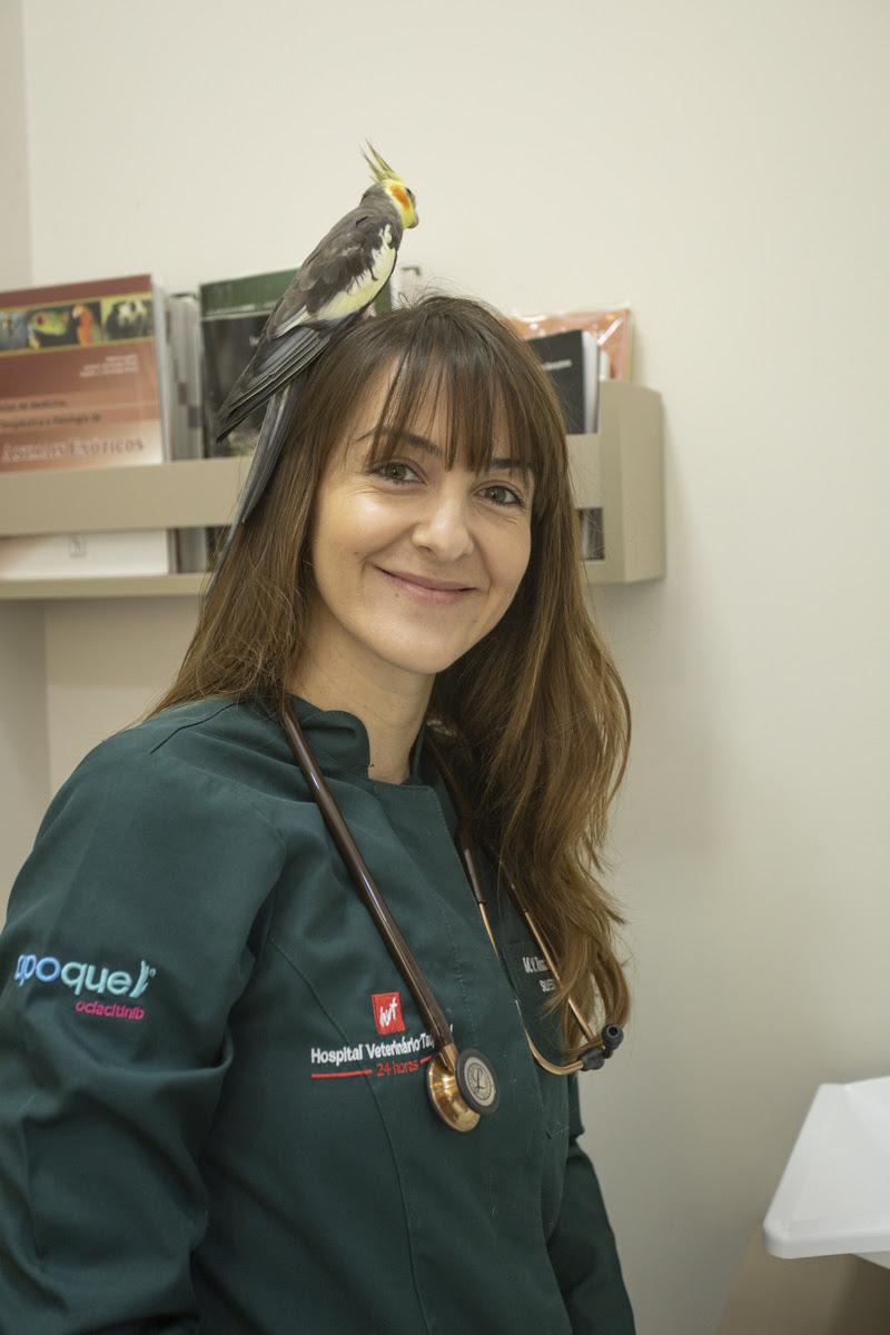 Calopsitas exigem rotina, manejo correto e acompanhamento veterinário
