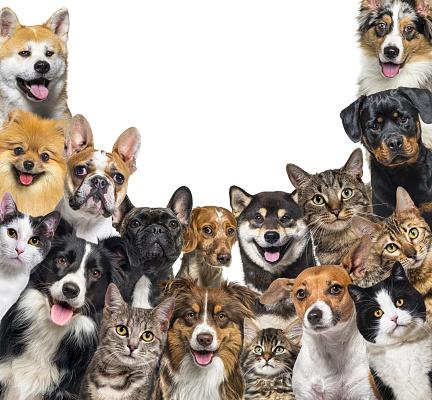 Pet shops de bairro lideram compras, mas grandes redes e e-commerce redesenham o varejo pet no Brasil