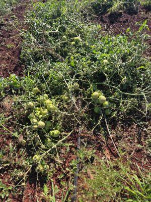 Pesquisa de campo do IAC Ribeirão Preto sobre genética de tomates é destruída pela chuva