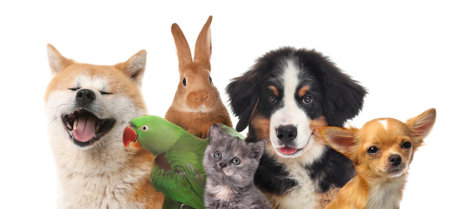 Planos de saúde para pets entram na mira da Justiça e levantam dúvidas sobre direitos dos consumidores