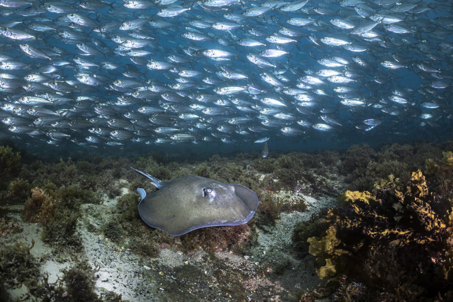 8 curiosidades sobre o mundo submerso da ilha