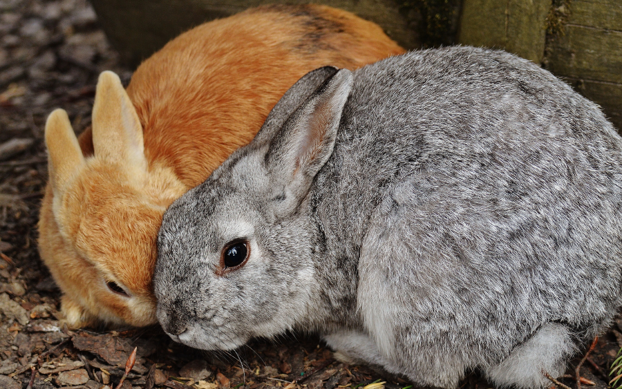 Pets companheiros e cheios de afeto