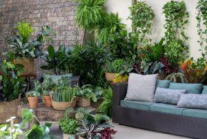 Veiling Holambra destaca plantas que purificam o ar nos ambientes internos