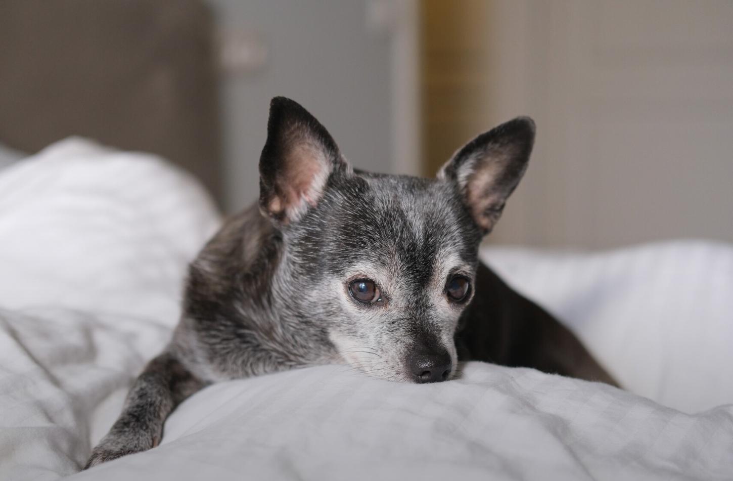7 mudanças em cães e gatos idosos que merecem atenção
