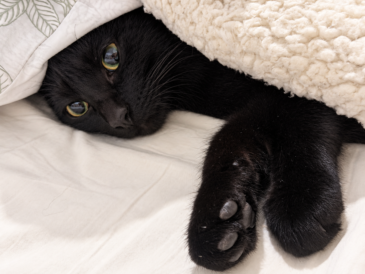 Gatos pretos esperam mais por adoção e ainda enfrentam preconceito