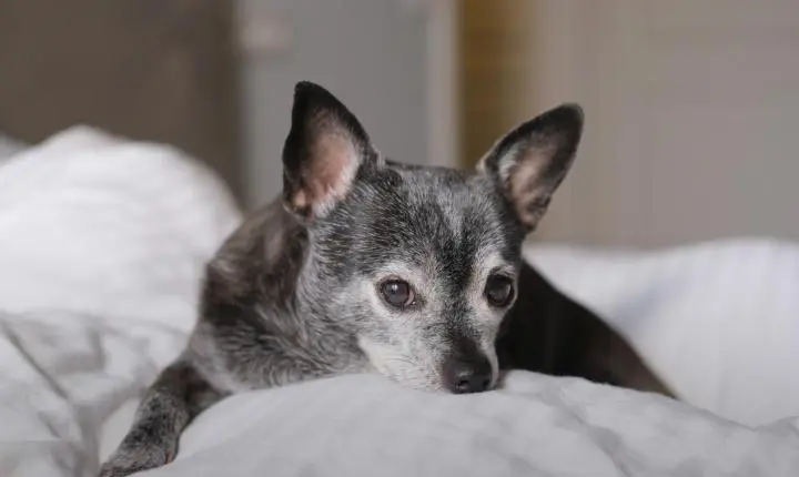 7 mudanças em cães e gatos idosos que merecem atenção