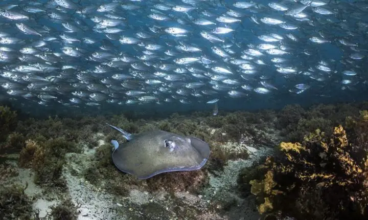 8 curiosidades sobre o mundo submerso da ilha