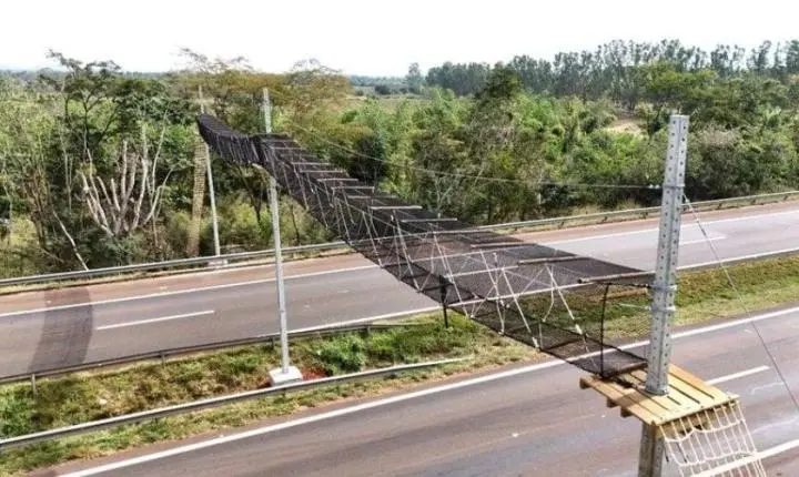 Concessionária instala passagem aérea de fauna inédita na região de Ribeirão Preto para reforçar proteção de espécies em extinção