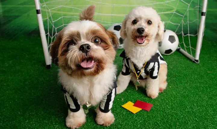 Copa impulsiona consumo e abre oportunidades para empreendedores de diversos setores