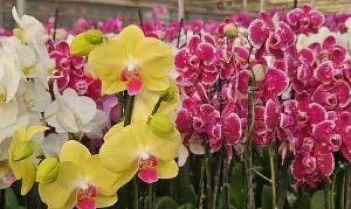 Dia dos Namorados aquece o mercado de flores, plantas e acessórios
