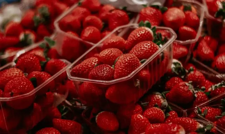 Festival do Morango chega a SBC com entrada gratuita e programação para toda a família