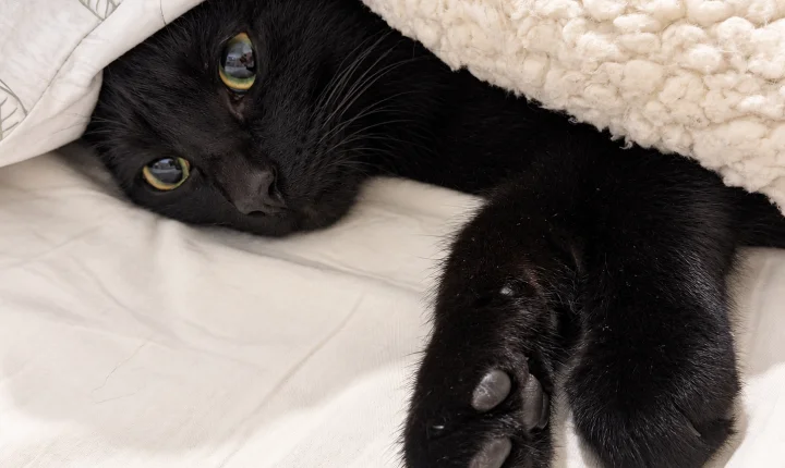 Gatos pretos esperam mais por adoção e ainda enfrentam preconceito