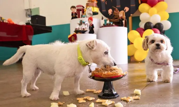 Hotéis e creches para cães se consolidam como oportunidade de negócio em Campinas