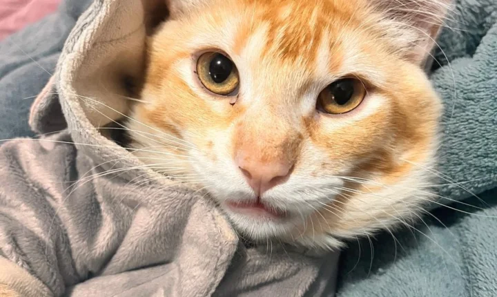 Nova lei sobre guarda compartilhada de pets traz segurança jurídica e redefine disputas após separações