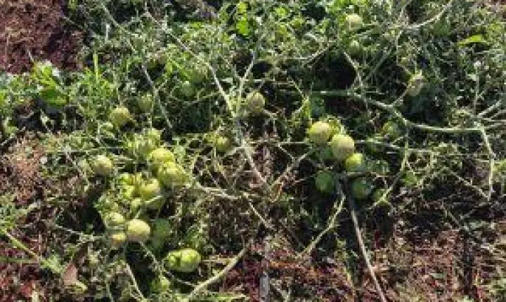 Pesquisa de campo do IAC Ribeirão Preto sobre genética de tomates é destruída pela chuva