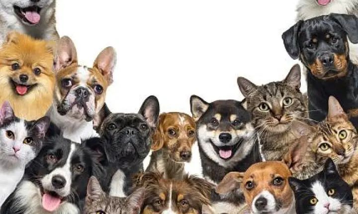Pet shops de bairro lideram compras, mas grandes redes e e-commerce redesenham o varejo pet no Brasil