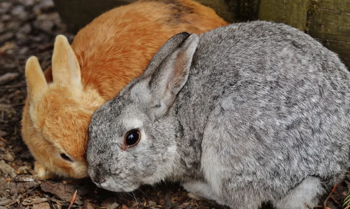 Pets companheiros e cheios de afeto