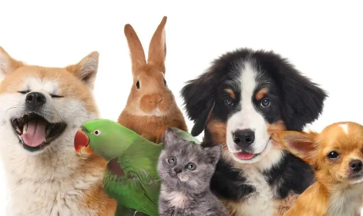 Planos de saúde para pets entram na mira da Justiça e levantam dúvidas sobre direitos dos consumidores