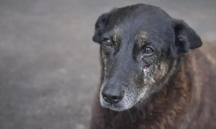 Psicólogo identifica padrões de psicopatia em crimes contra animais