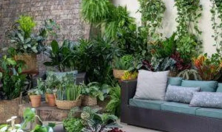 Veiling Holambra destaca plantas que purificam o ar nos ambientes internos
